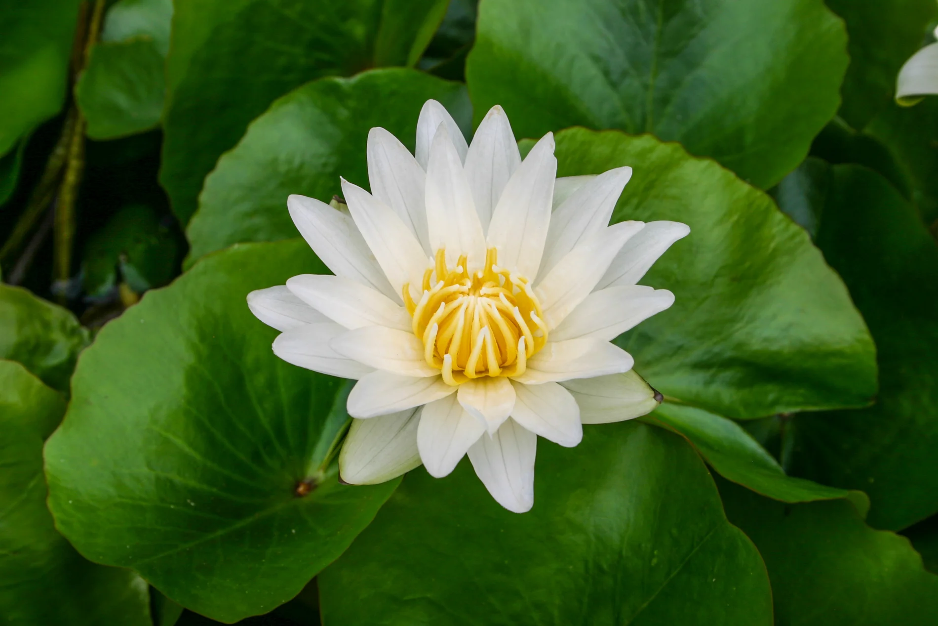 Nymphaea 'Josephine' — Florida Aquatic Nurseries